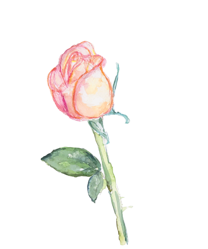 A watercolour Rose