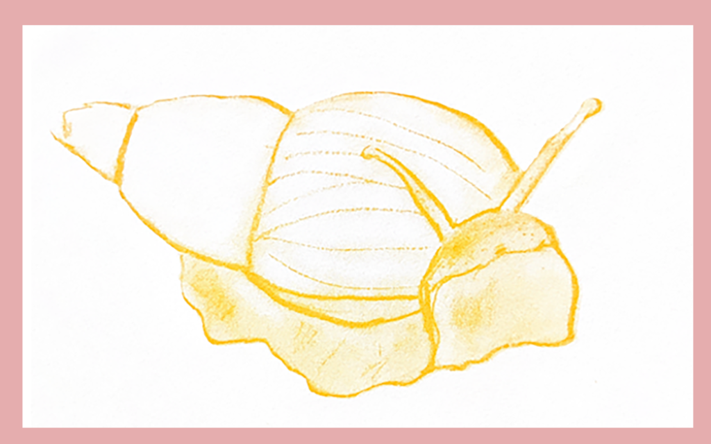 Yellow Snail